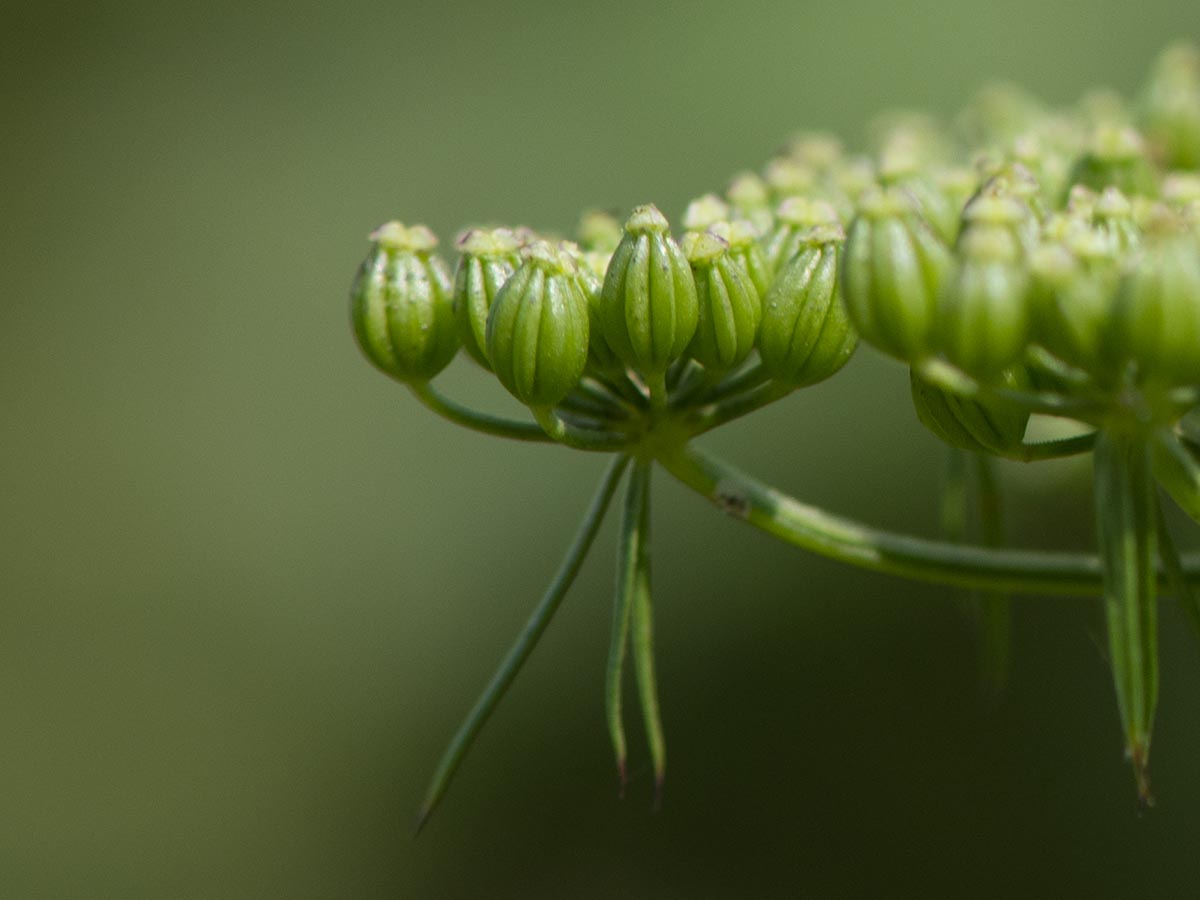 Aethusa cynapium